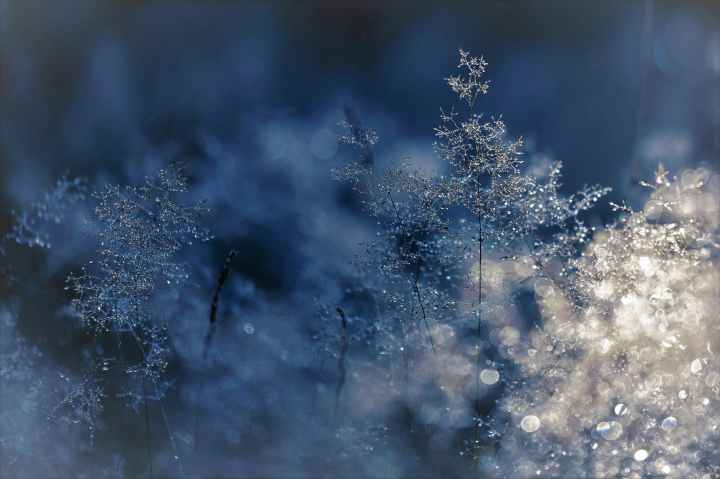 abstract blur branch christmas